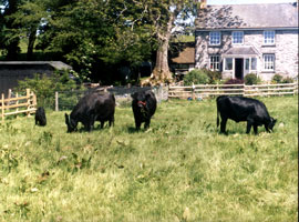 The Cwm Gorphen Herd on a sunny day with the house in the background.