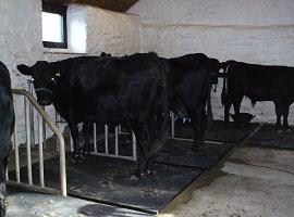 Five cows and calves in the milking parlour.