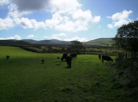 A group of cows, calves and dogs in a rolling field with a blue sky above.